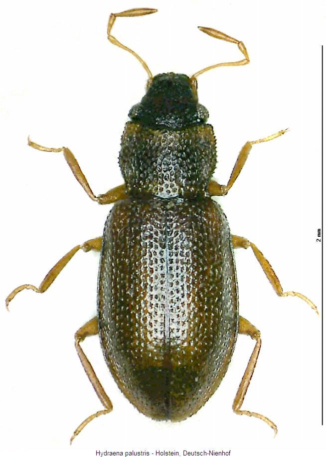 hydraena_palustris_hab.jpg