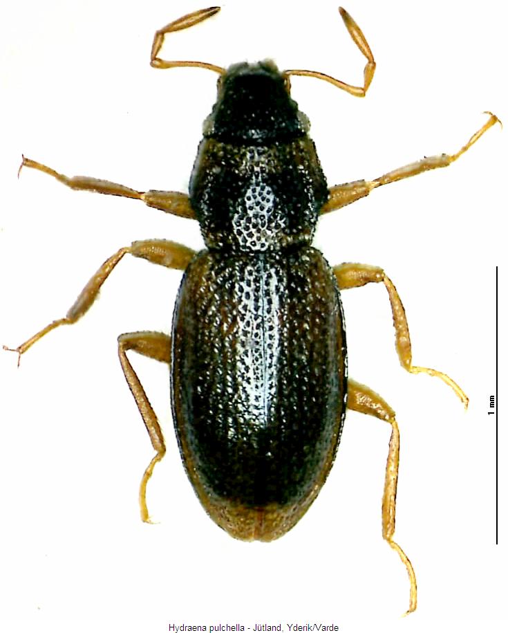 hydraena_pulchella_hab.jpg