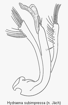hydraena_subimpressa.gif