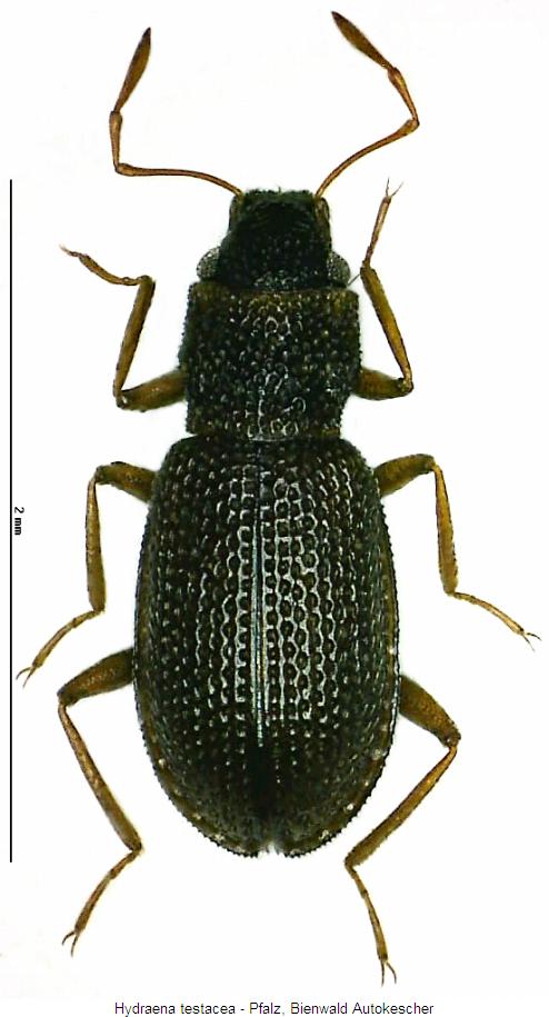 hydraena_testacea_hab.jpg