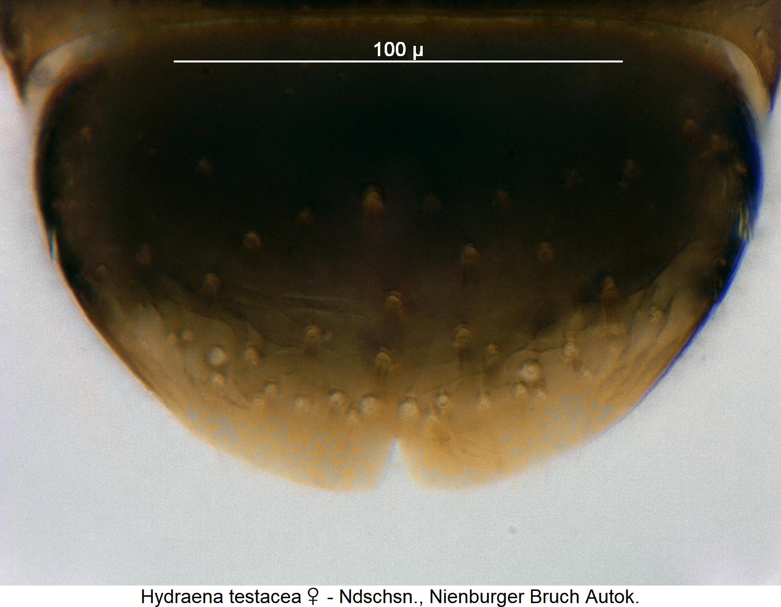 hydraena_testacea_w_ter.jpg