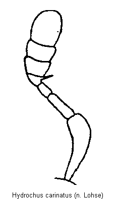 hydrochus_carinatus_f.gif