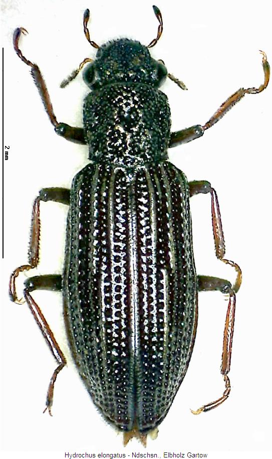 hydrochus_elongatus_hab.jpg