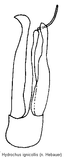 hydrochus_ignicollis.gif