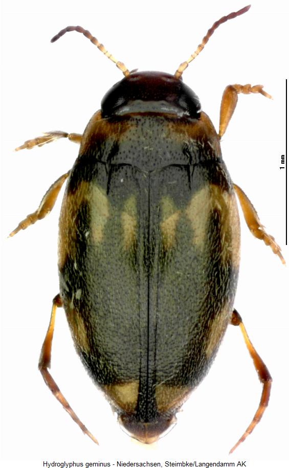 hydroglyphus_geminus_hab.jpg