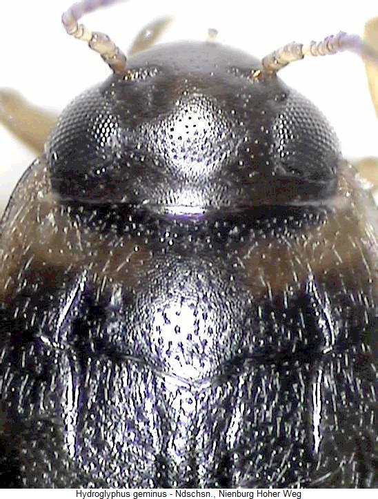 hydroglyphus_geminus_vk.jpg