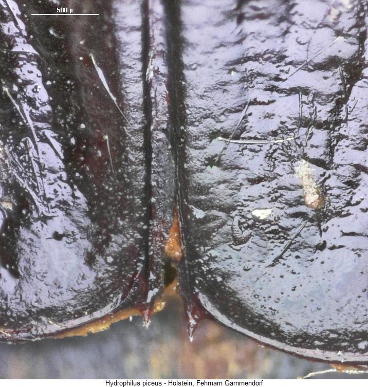 hydrophilus_piceus_fld.jpg