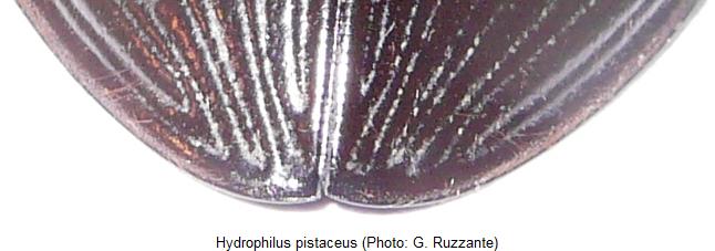 hydrophilus_pistaceus_fld.jpg