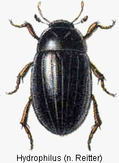 hydrophilus_rtt.gif