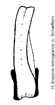 hydroporus_dobrogeanus.gif