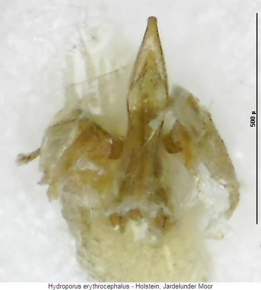 hydroporus_erythrocephalus.jpg