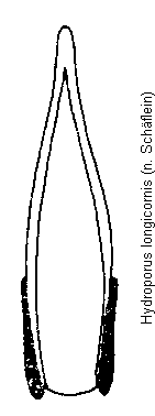 hydroporus_longicornis.gif