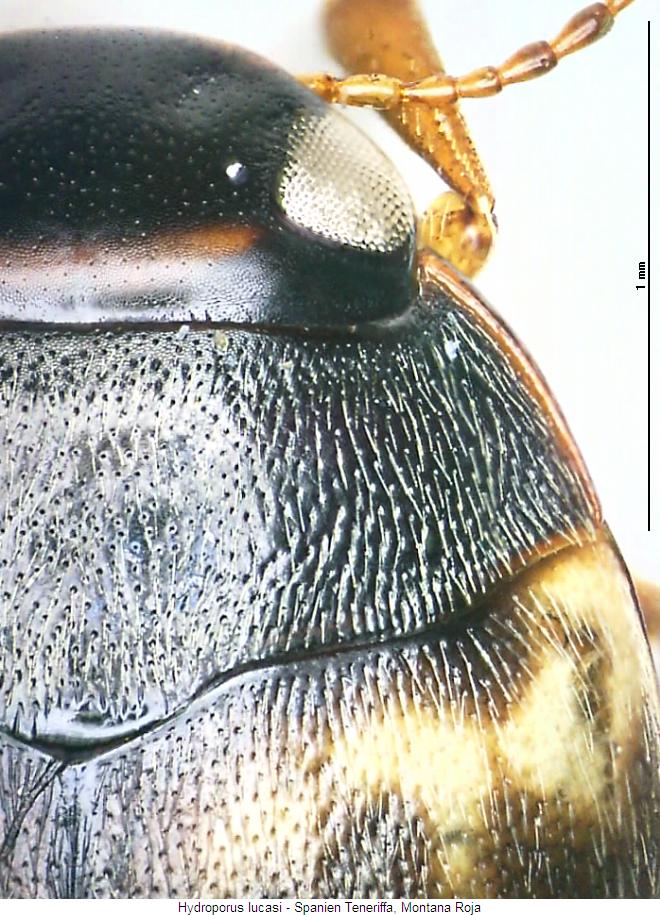 hydroporus_lucasi_vk.jpg