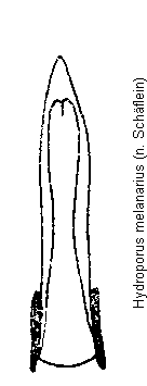 hydroporus_melanarius.gif