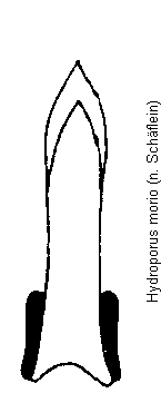 hydroporus_morio.gif