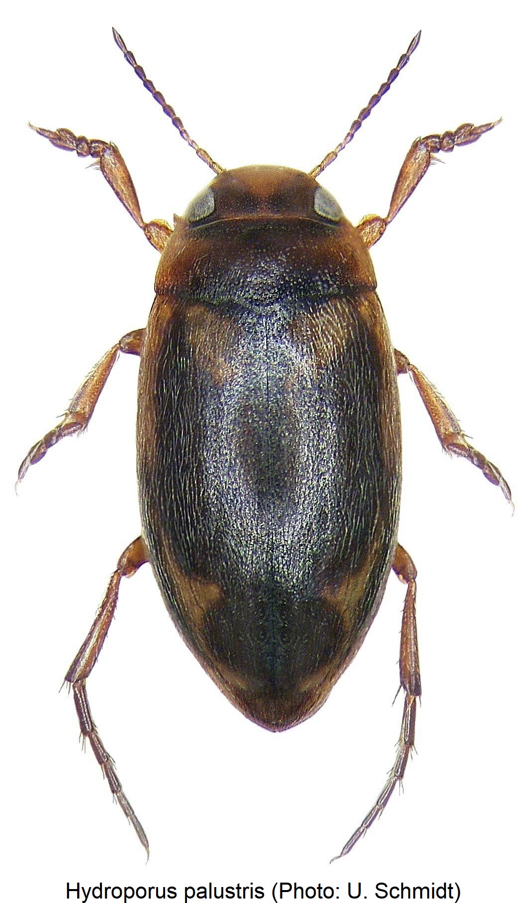hydroporus_palustris_hab.jpg