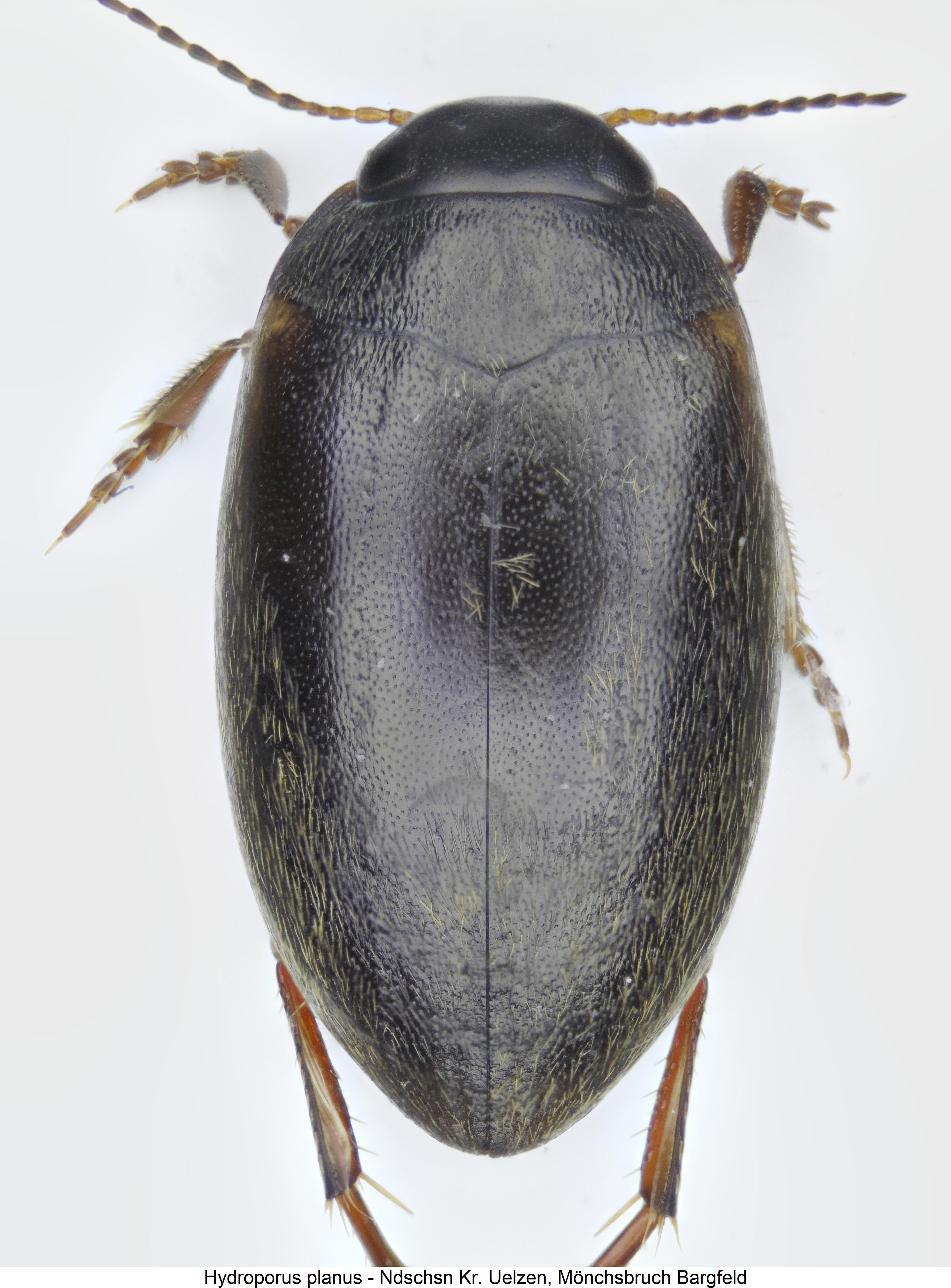 hydroporus_planus_hab.jpg