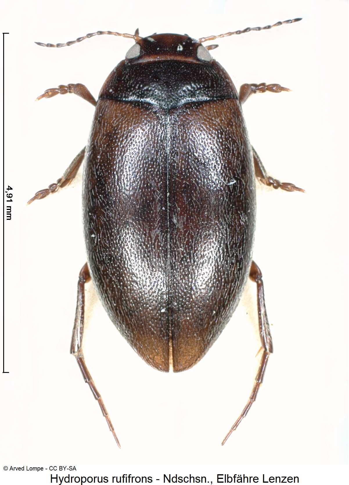 hydroporus_rufifrons_ck2518_hab.jpg
