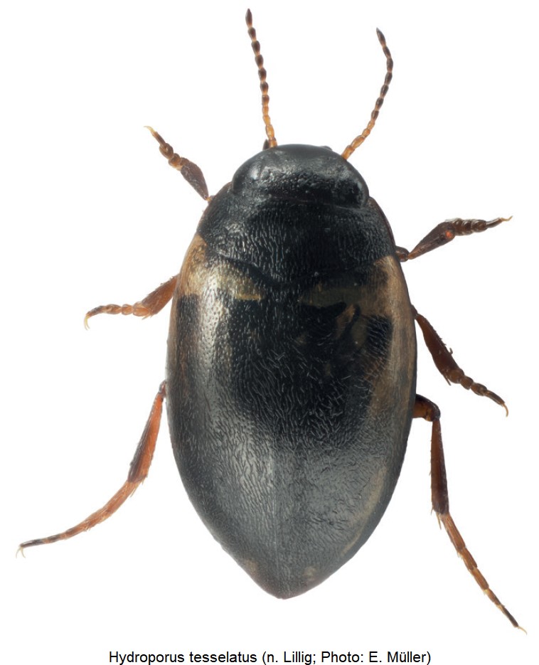 hydroporus_tesselatus_hab.jpg