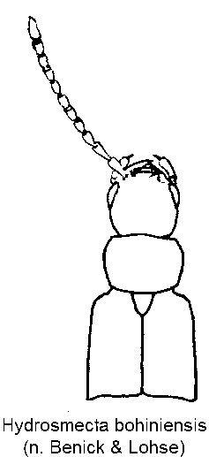 hydrosmecta_bohiniensis_vk.gif