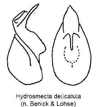 hydrosmecta_delicatula.gif