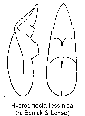 hydrosmecta_lessinica.gif
