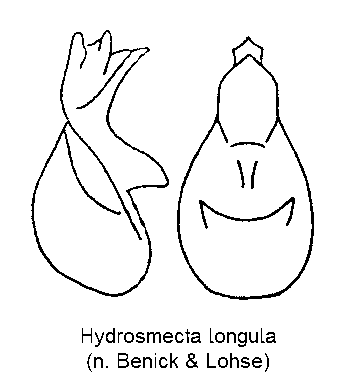 hydrosmecta_longula.gif