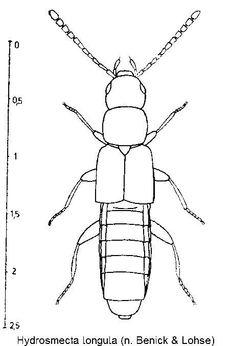 hydrosmecta_longula_hab.gif