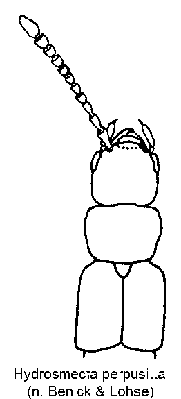 hydrosmecta_perpusilla_vk.gif