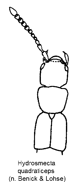 hydrosmecta_quadraticeps_vk.gif