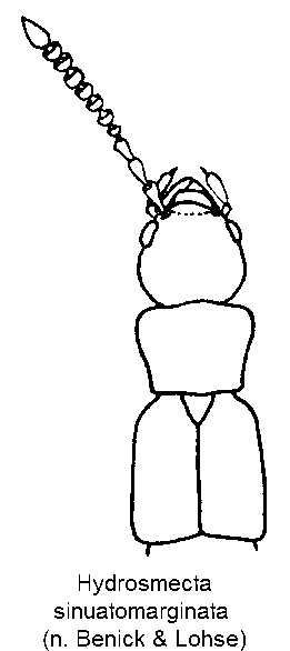 hydrosmecta_sinuatomarginata_vk.gif