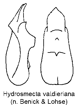 hydrosmecta_valdieriana.gif