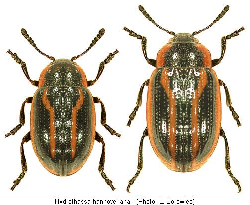 hydrothassa_hannoveriana.jpg