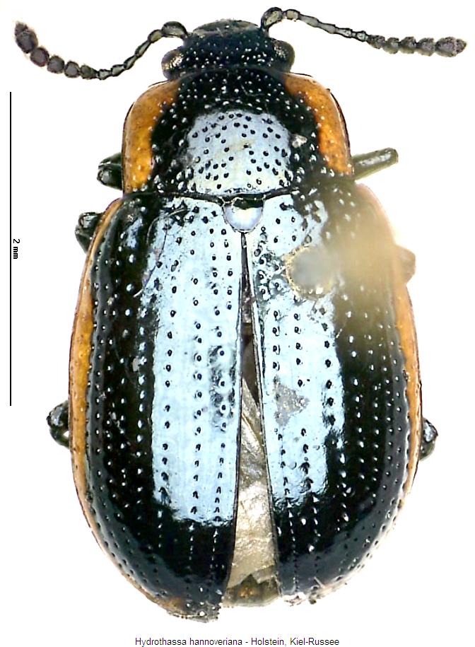 hydrothassa_hannoveriana_hab.jpg
