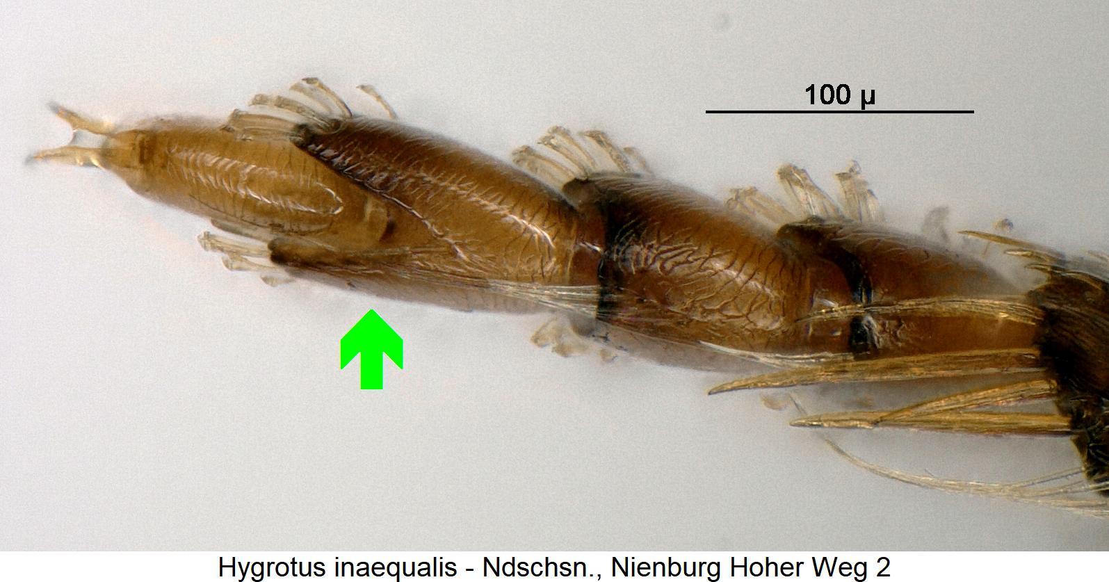 hygrotus_inaequalis_vtr1.jpg
