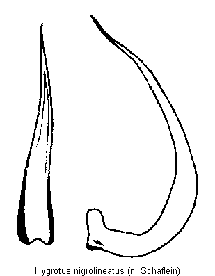 hygrotus_nigrolineatus.gif