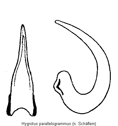 hygrotus_parallelogrammus.gif