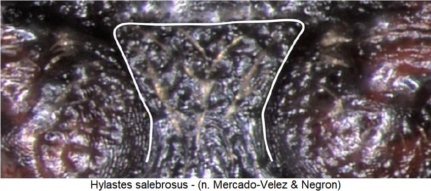 hylastes_salebrosus_mbr.jpg
