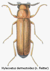 hylecoetus_dermestoides_rtt.gif
