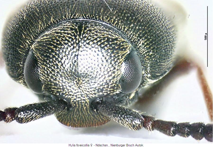 hylis_foveicollis_k.jpg