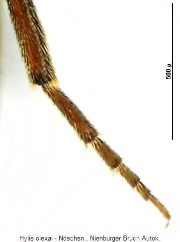 hylis_olexai_hb.jpg