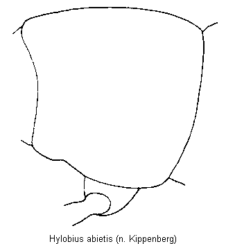 hylobius_abietis_vbr.gif