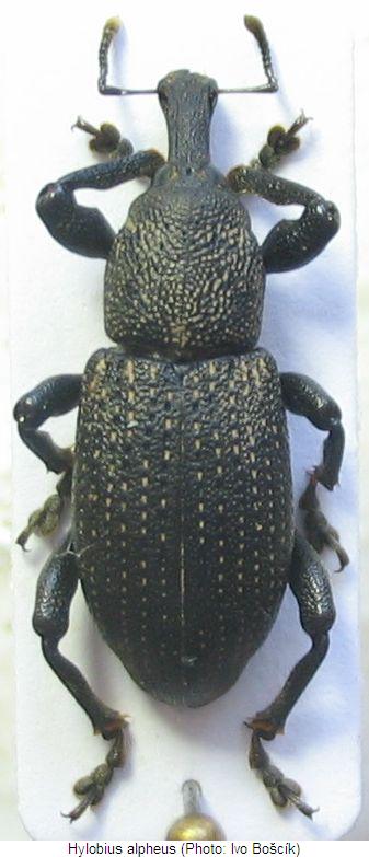 hylobius_alpheus_hab.jpg
