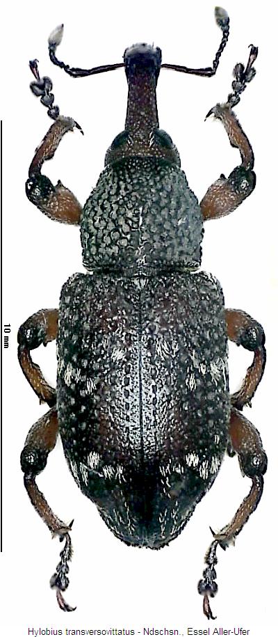 hylobius_transversovittatus_hab.jpg