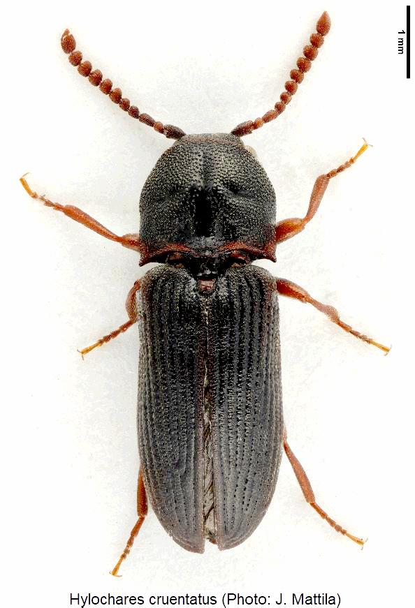 hylochares_cruentatus_hab.jpg
