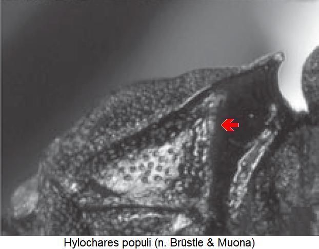 hylochares_populi_hsch_sa.jpg