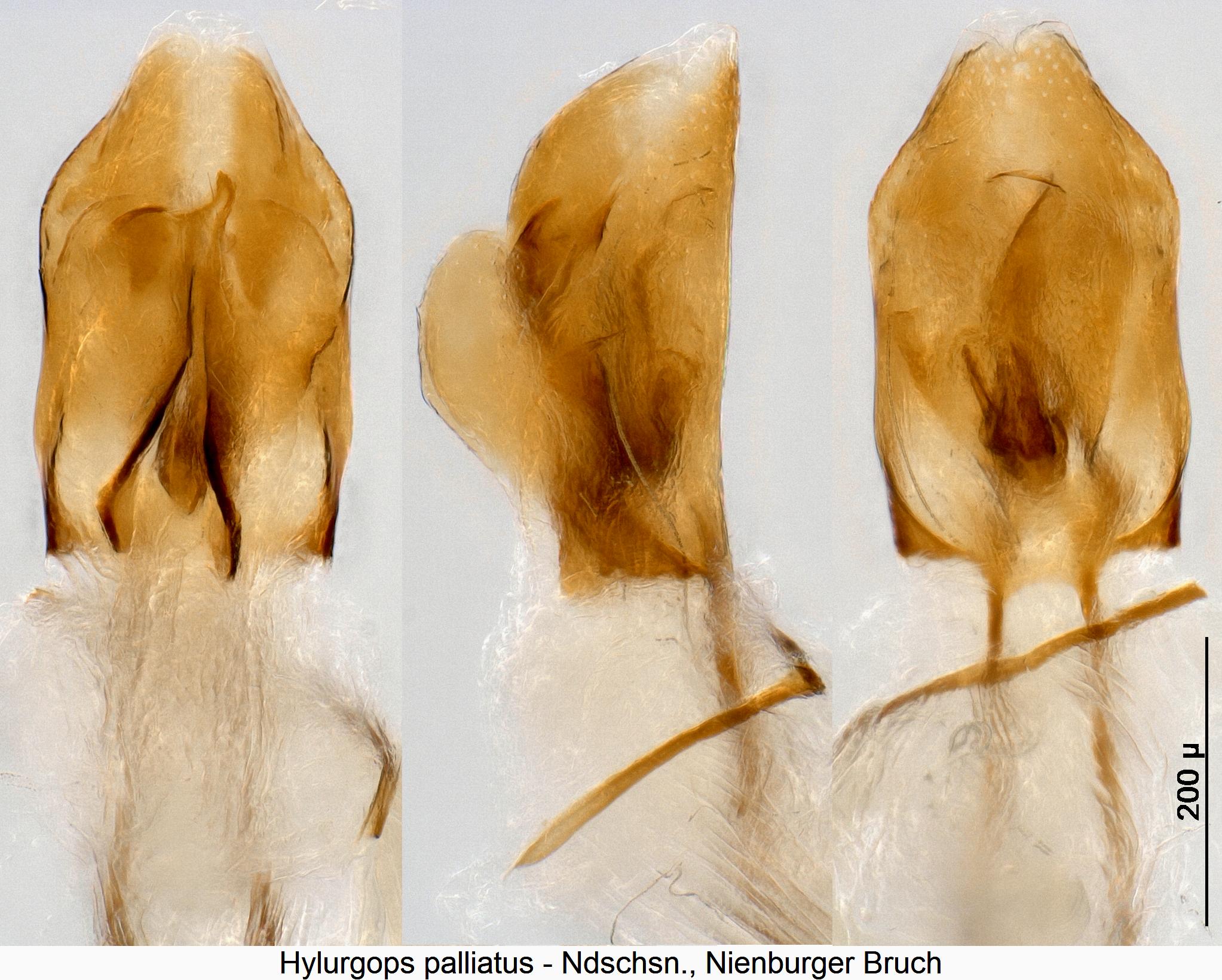 hylurgops_palliatus.jpg