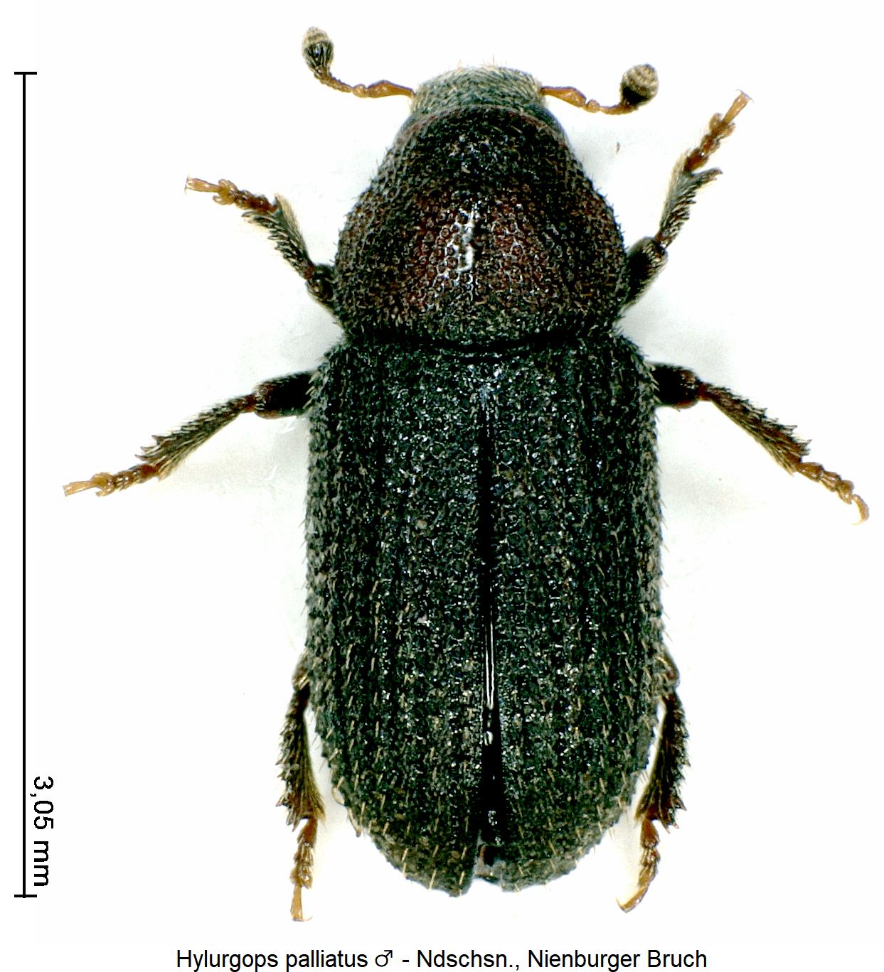 hylurgops_palliatus_m_hab.jpg