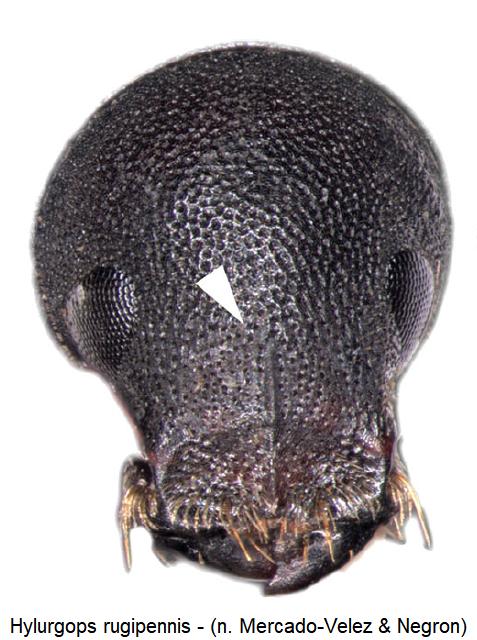 hylurgops_rugipennis_k.jpg