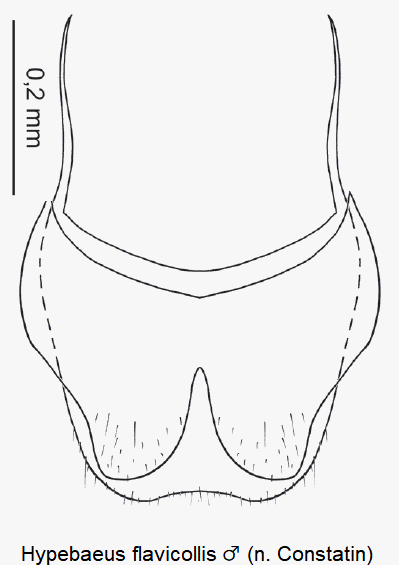 hypebaeus_flavicollis_m_ster8.gif